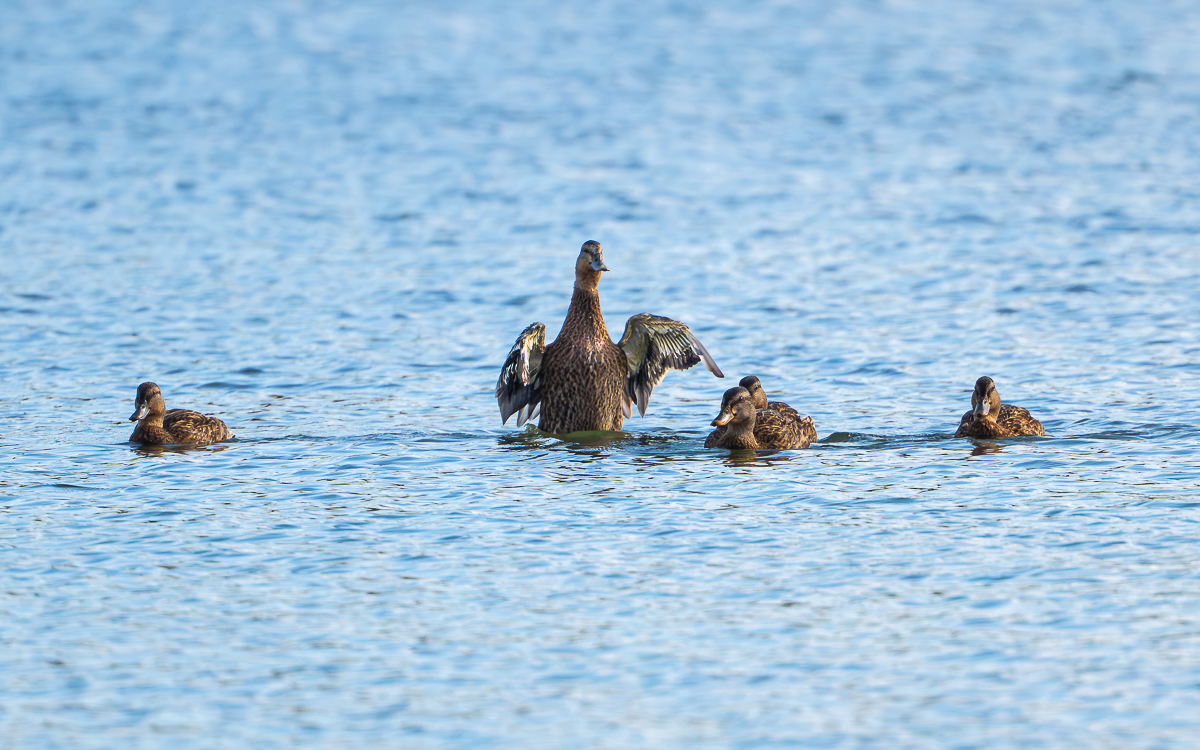 Enten.jpg