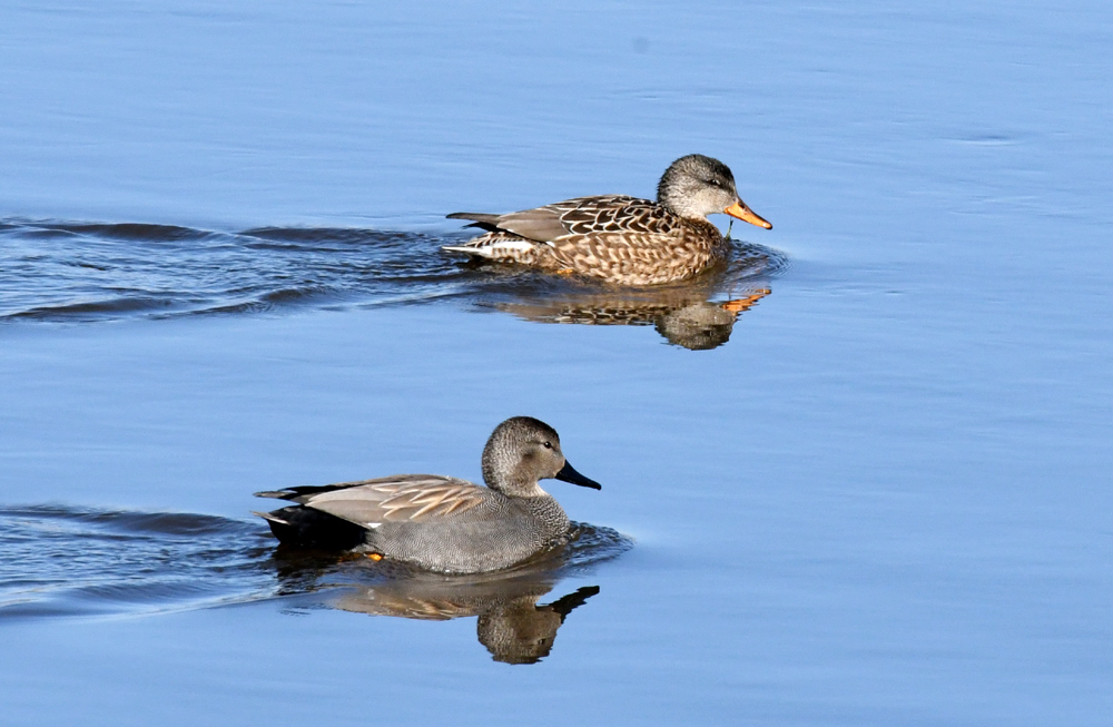 enten.nf.1