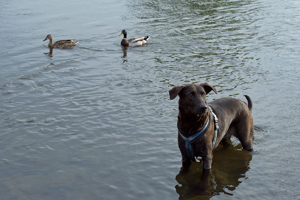 enten u hunde