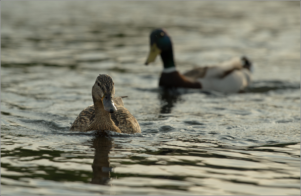 enten von unten