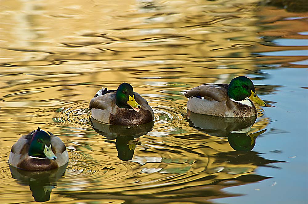enten