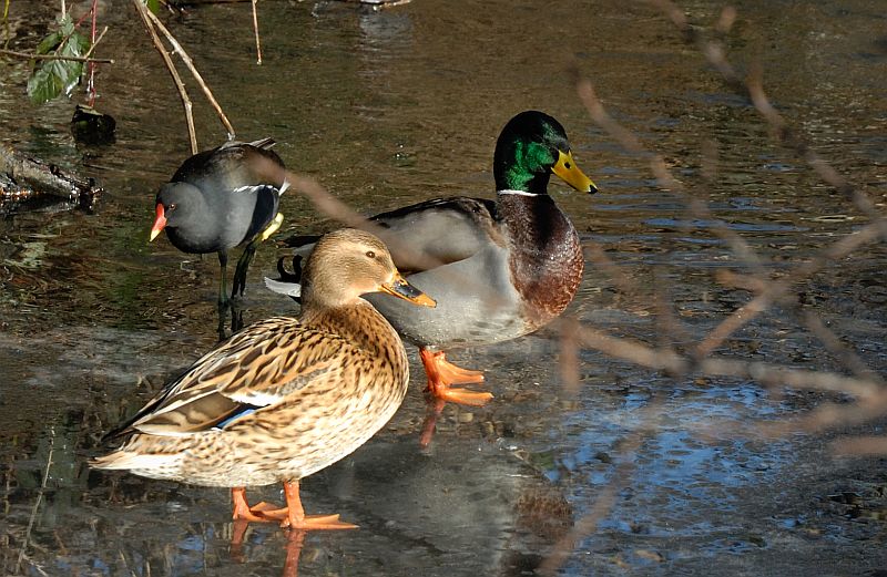 enten