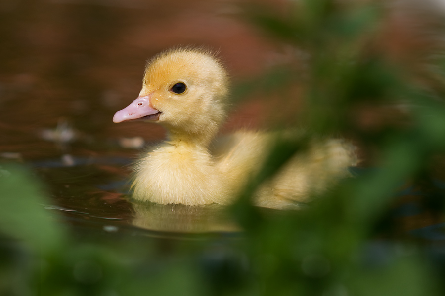 enten