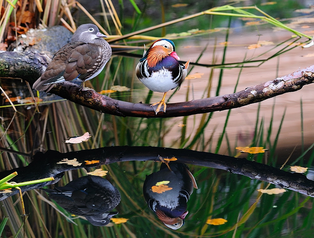 ENTEN01