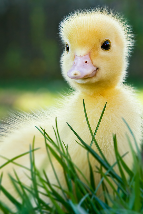 enten3