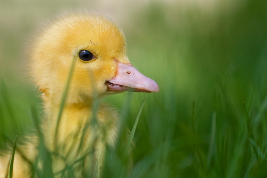 enten4