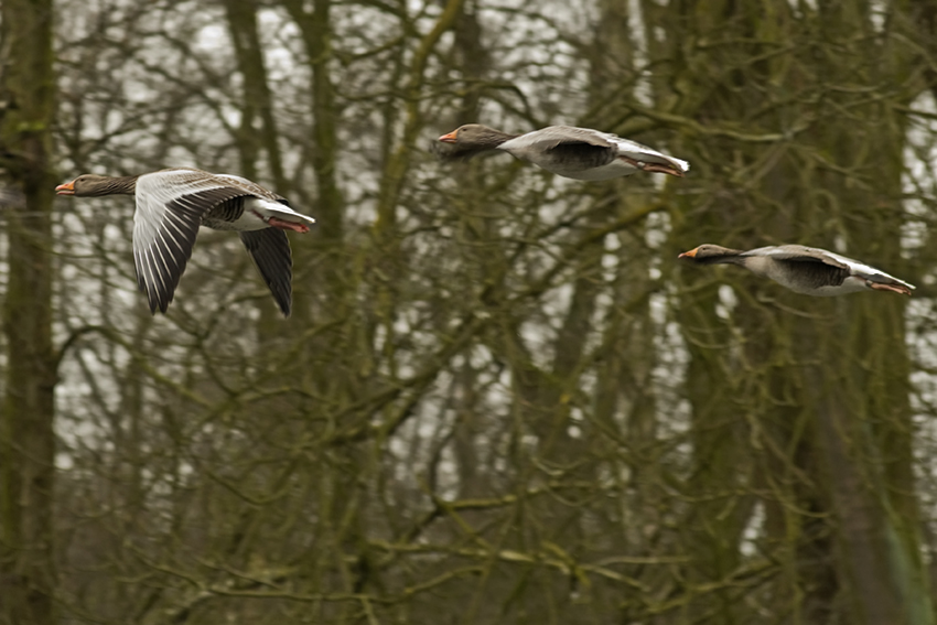Entenflug 4792