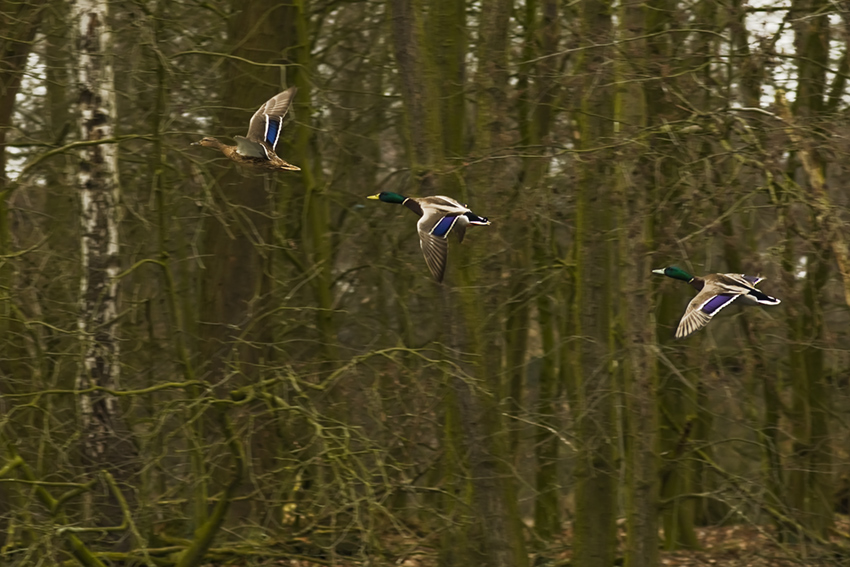 Entenflug1 4667