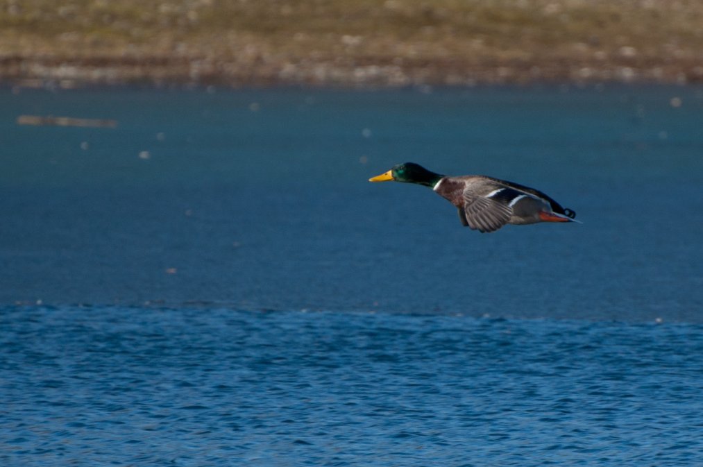 Entenflug2