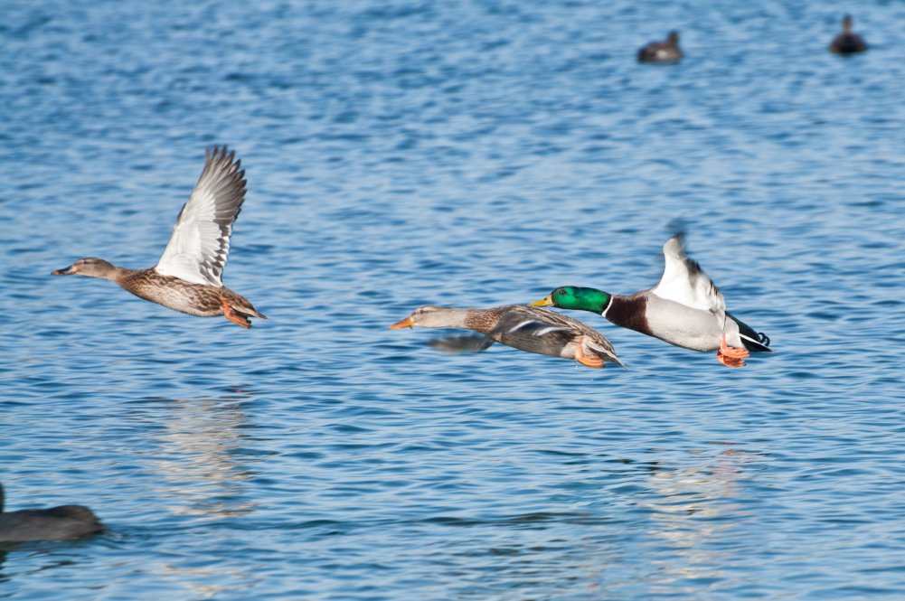 Entenflug3