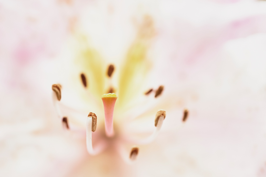 entrauscht