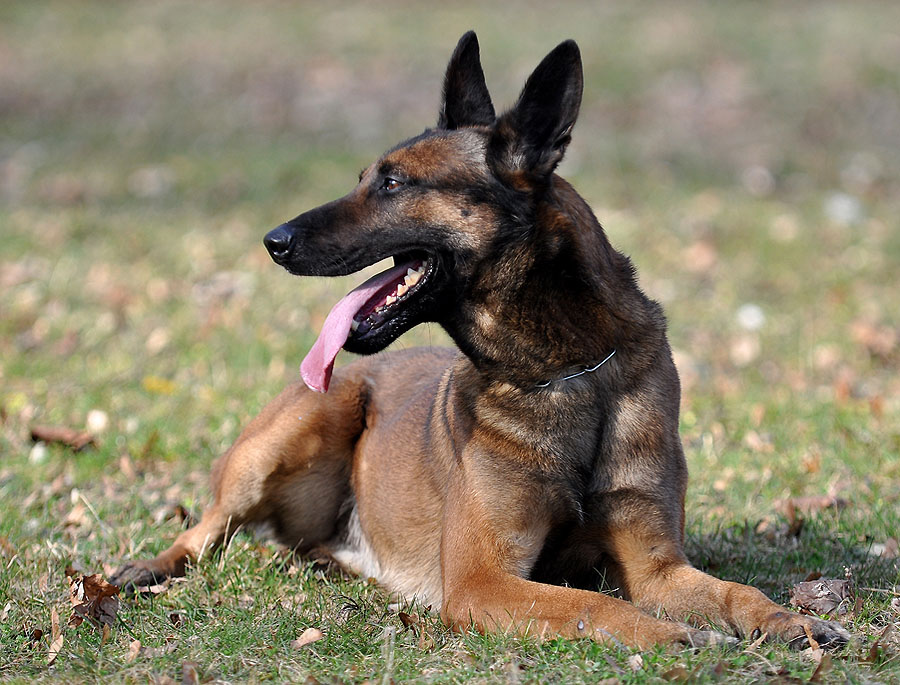 Entspannung auf dem Hundeplatz 01