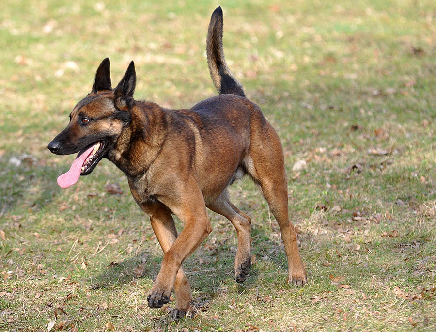 Entspannung auf dem Hundeplatz 02
