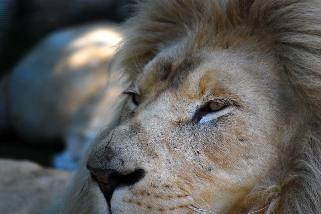 Entstanden im Safaripark Stuckenbrock