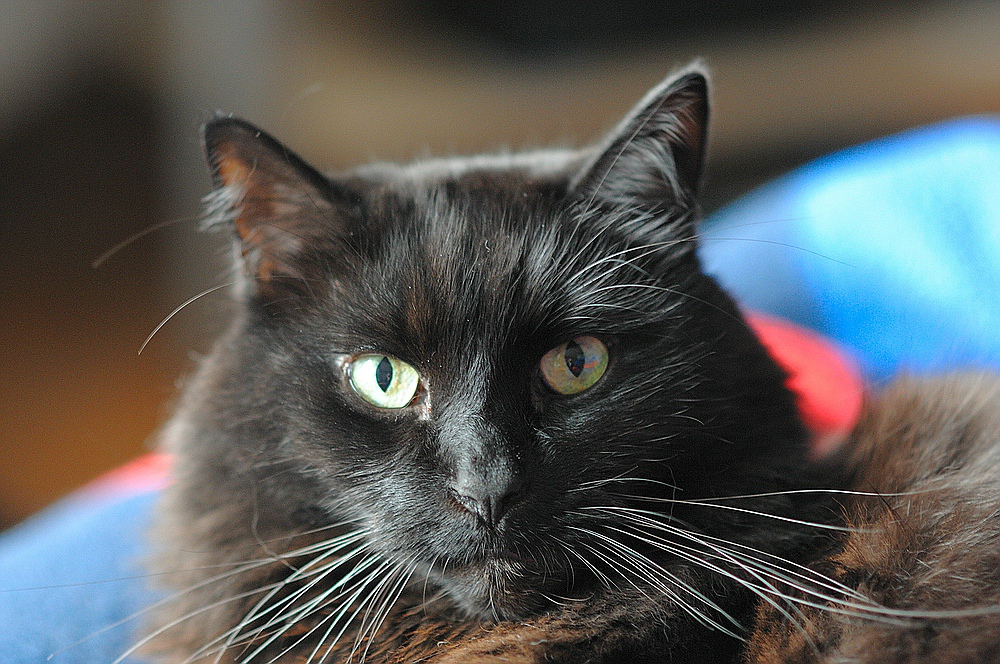 Enzo alias Earlblack