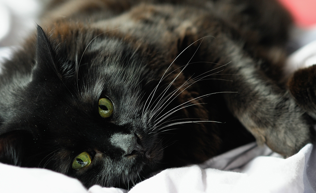 Enzo im Bett