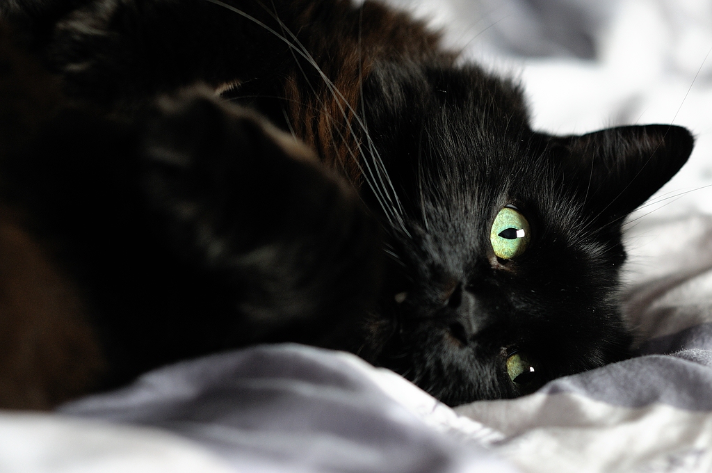 Enzo im Bett2