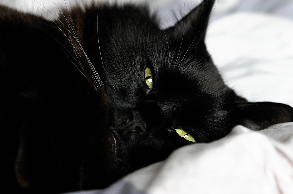 Enzo im Bett3