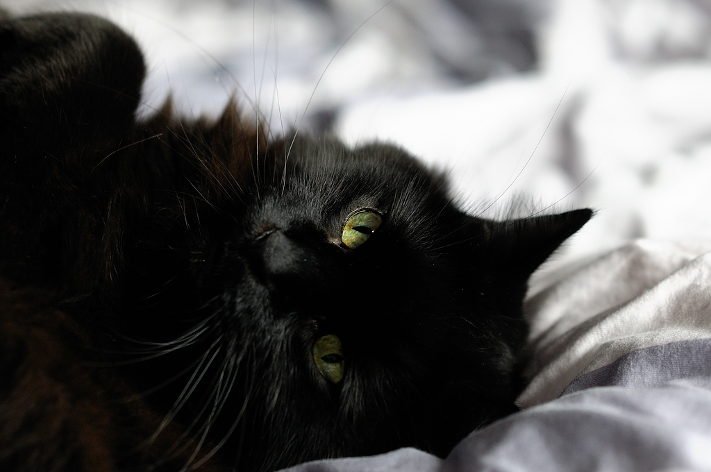 Enzo im Bett4