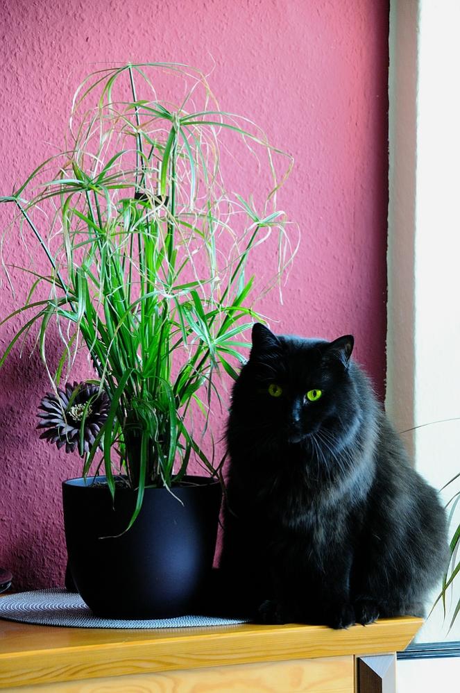 Enzo und die Pflanze