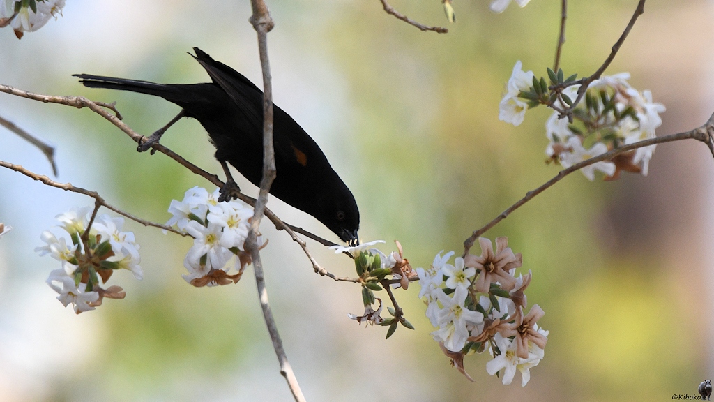 Epaulettentrupial (Epoulet oriole)

s727 bPantnalHotel EpouletOriole 2343