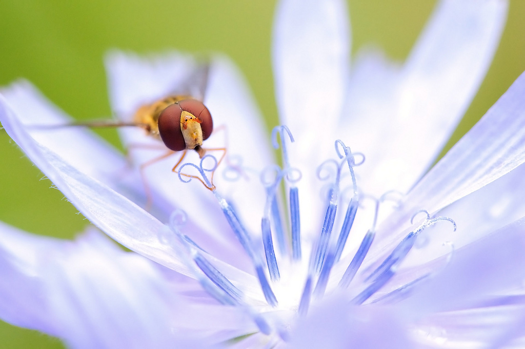 Episyrphus Balteatus Männlich