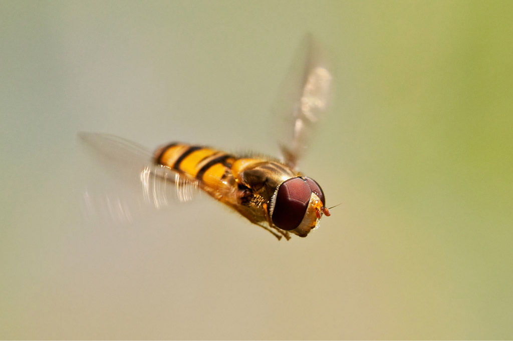 Episyrphus Balteatus Männlich