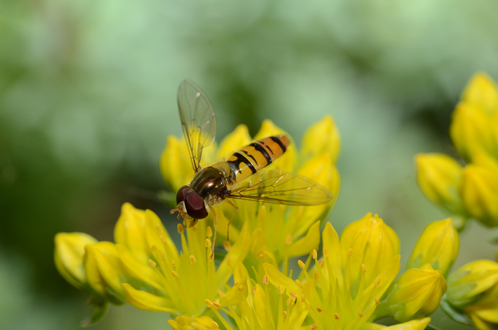 Episyrphus balteatus (Schwebfliege)