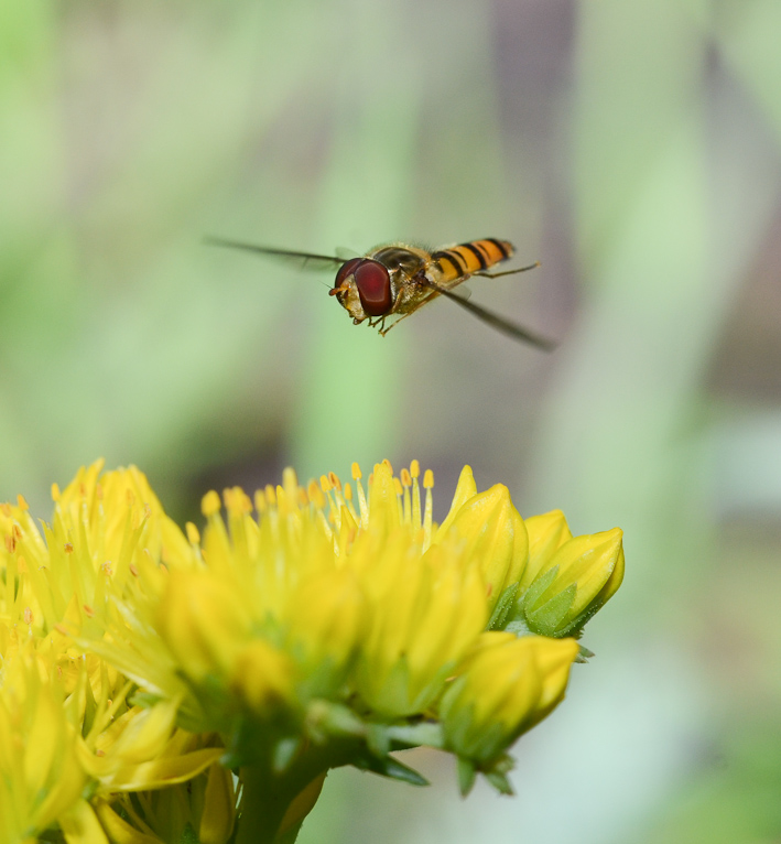 Episyrphus balteatus (Schwebfliege)