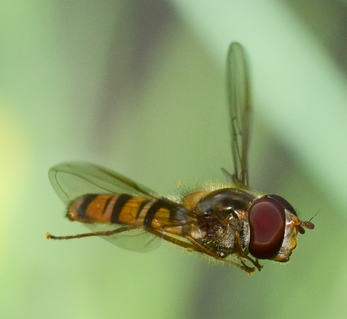 Episyrphus balteatus (Schwebfliege)