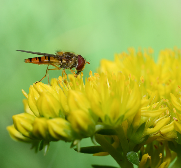 Episyrphus balteatus (Schwebfliege)