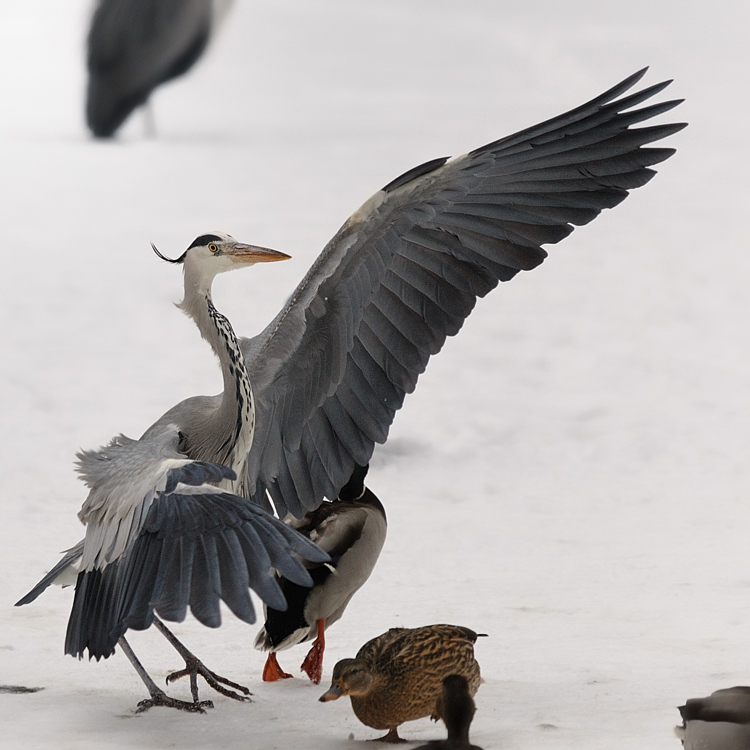 ER kommt
Graureiher
Weiher Tiergarten Nürnberg