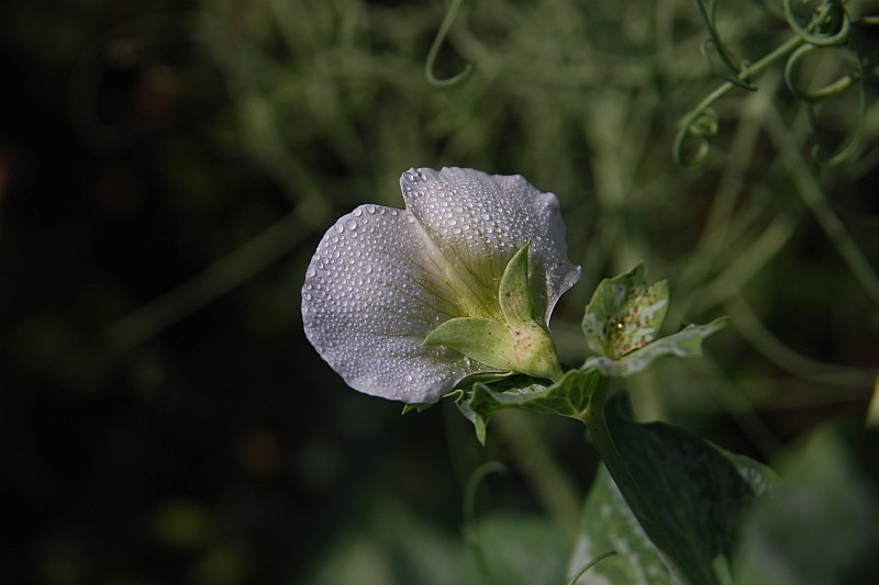 Erbsenblüte mit Tau