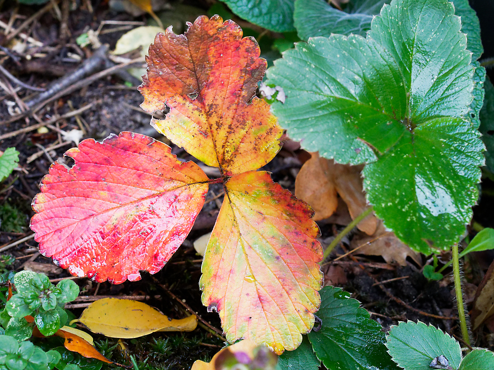 Erdbeerblätter Herbst.jpg
