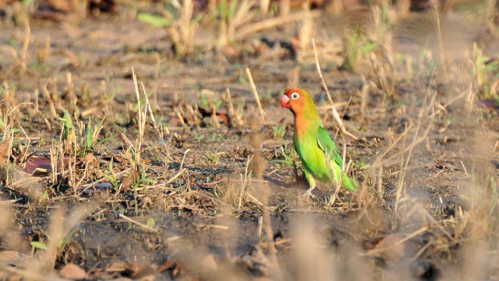 Erdbeerköpfchen (Lilian's Lovebird)
Sorr, sehr starker Crop
9472