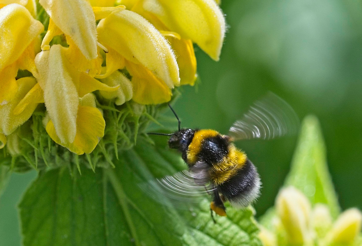 Erdhummel .jpg