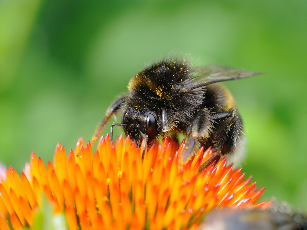 Erdhummel