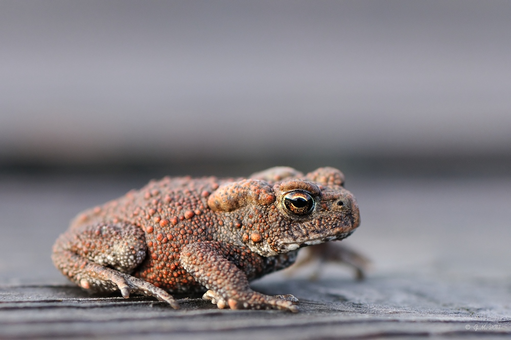 Erdkröte (Bufo bufo)