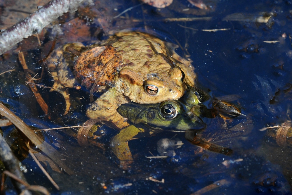 Erdkröte Wasserfrosch