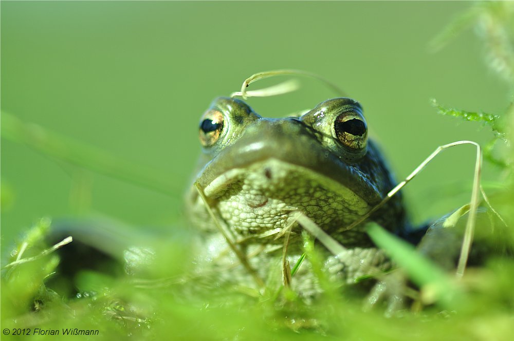 Erdkröte