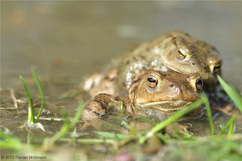 Erdkrötenpaarung