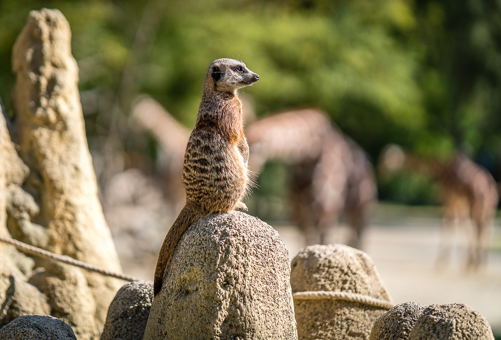 Erdmännchen auf Fels