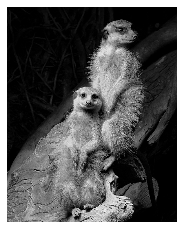 Erdmännchen sw