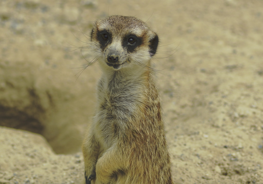 Erdmännchen vor Erdloch