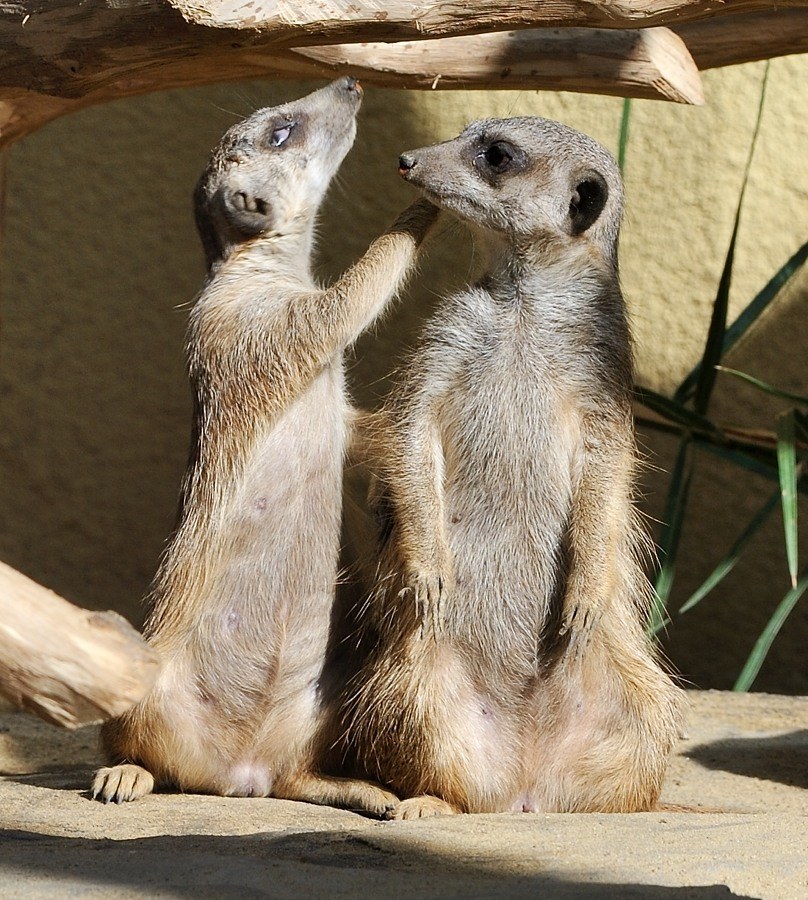 Erdmännchen