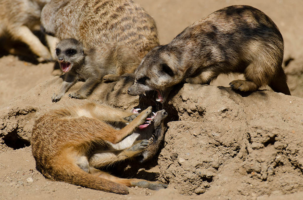 Erdmännchen