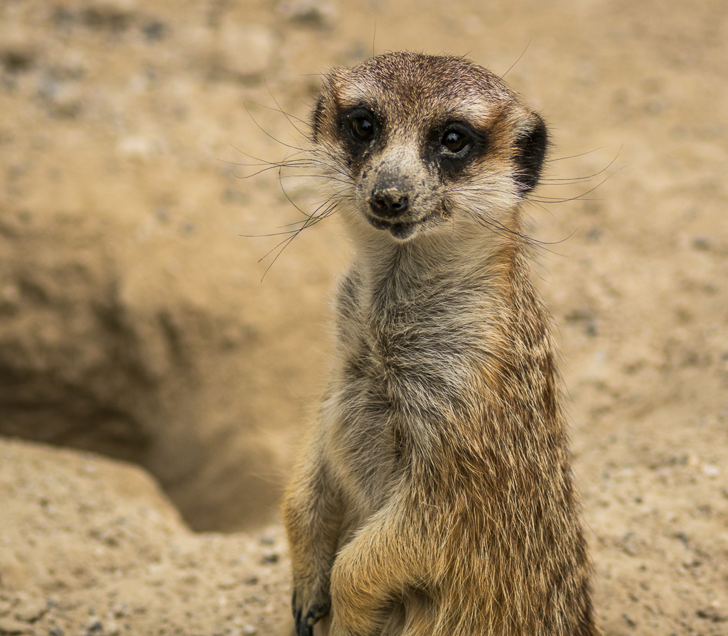 Erdmännchen