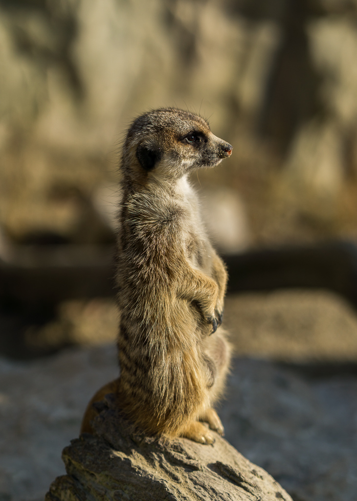 Erdmännchen