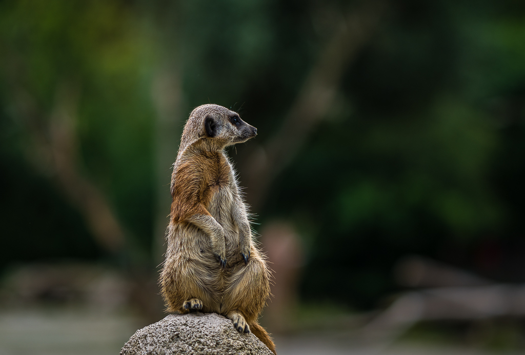 Erdmännchen