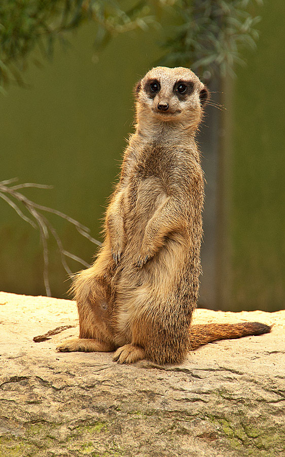 Erdmännchen2